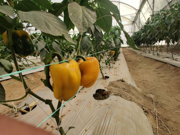 Your Expert Guide to Procuring Top-Tier Pepper: Top 10 Pepper Suppliers in United States in May 2025