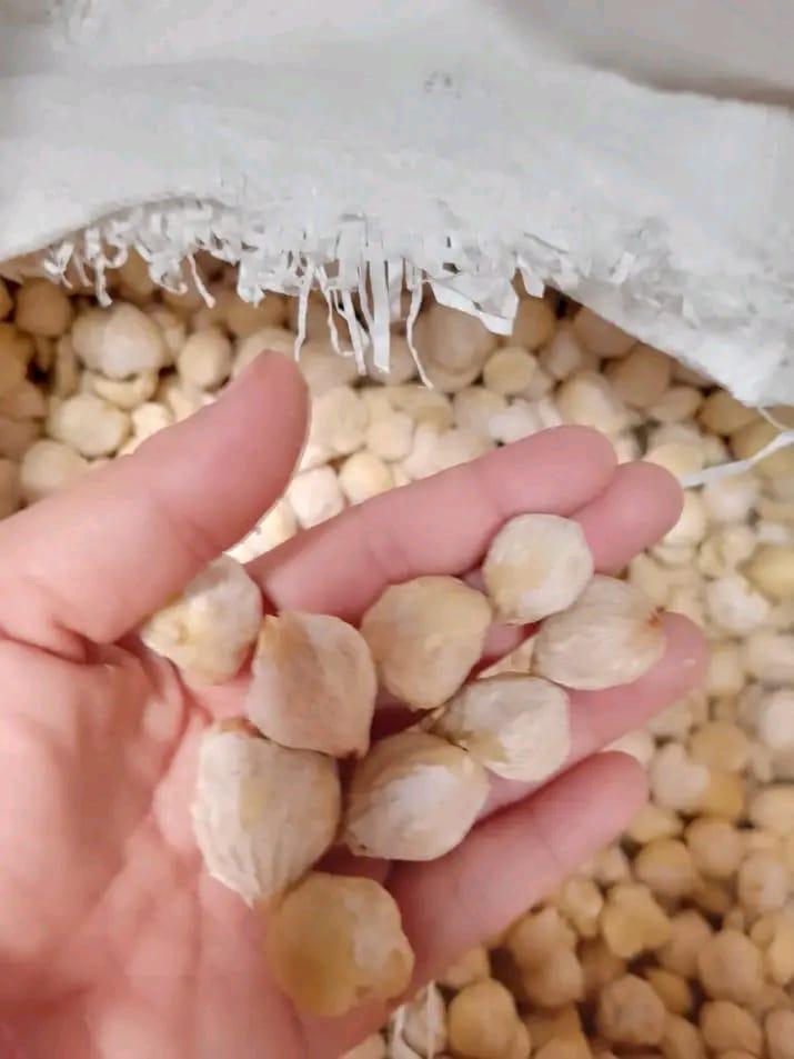Candlenuts