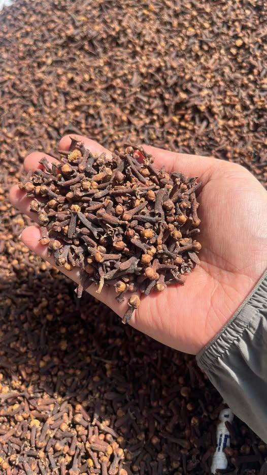 Cloves Closeup