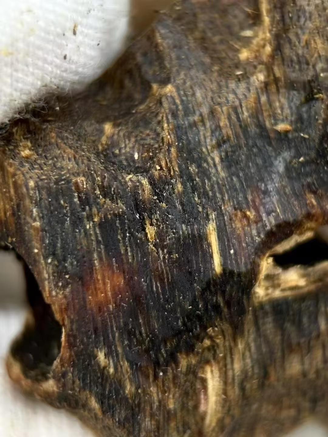 Agarwood Closeup