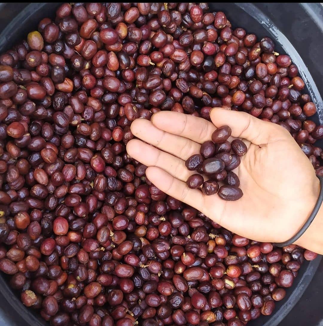 Coffee Beans Inspection