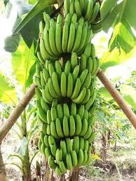 Cavendish banana Packaging bank