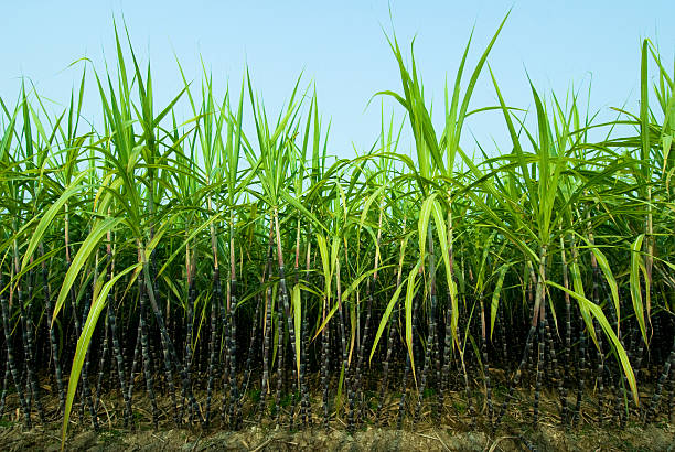 Your Expert Guide to Procuring Top-Tier Sugarcane: Top 10 Sugarcane Suppliers in Indonesia in July 2025