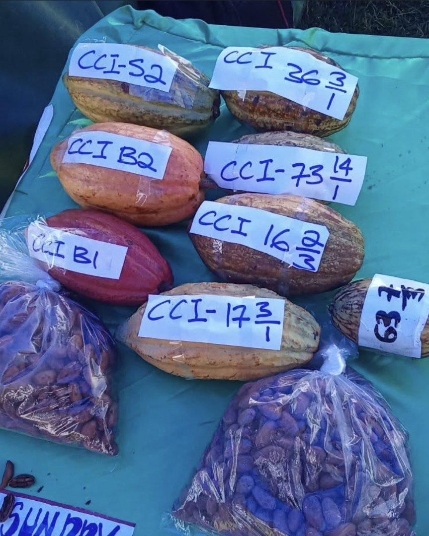 Cocoa Beans