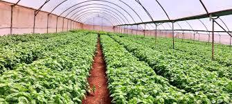 Meet the Top 5 Herbs Suppliers in Kenya - 4