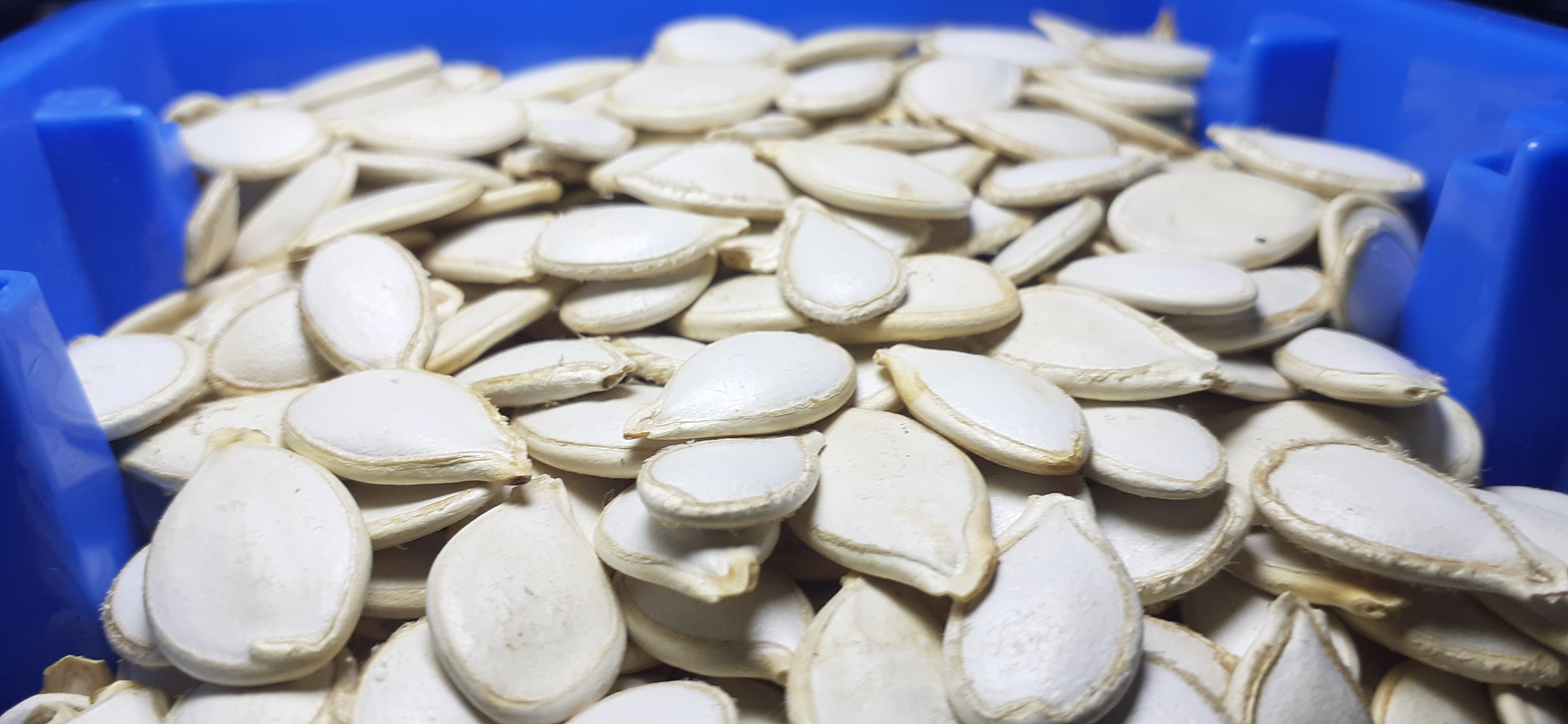 Pumpkin Seed