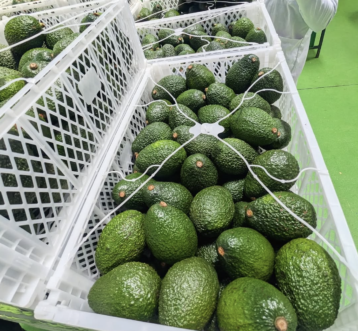 CONSISTENT SUPPLY FRESH HEALTHY AVOCADOS,EXCEPTIONAL FRESHNESS, EXCELLENT TASTE FRESH AVOCADOS SALE