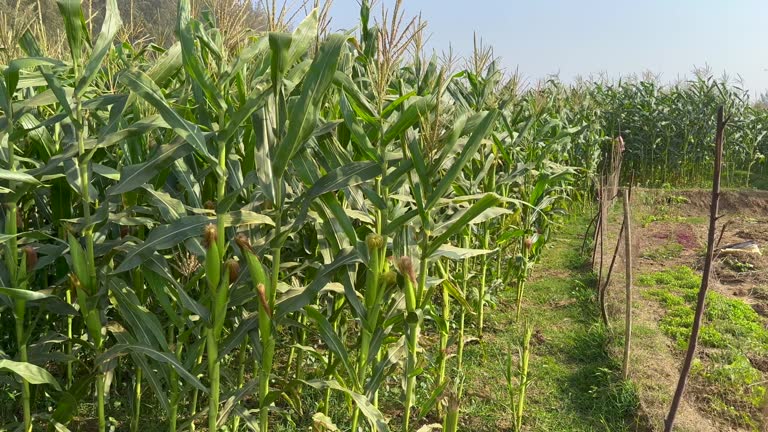 A Comprehensive Guide to Sourcing High-Quality Maize: Top 5 Maize Suppliers in Indonesia in Quarter 3 of 2025