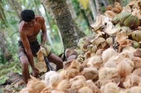 Coconuts Image 2