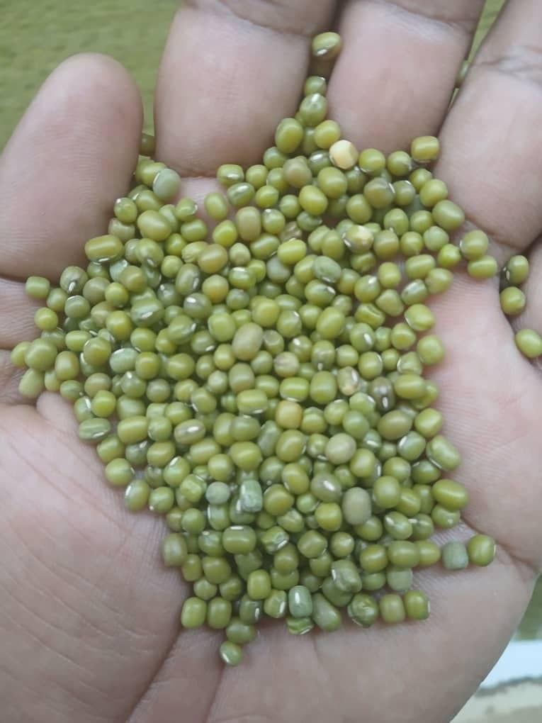 Green Mung Beans