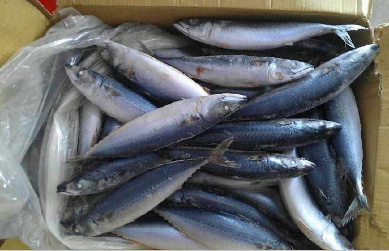 Get to Know the Top 10 Frozen Fish suppliers in South Africa - 1