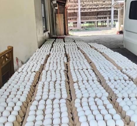 Fresh White Chicken Eggs Wholesale Distribution