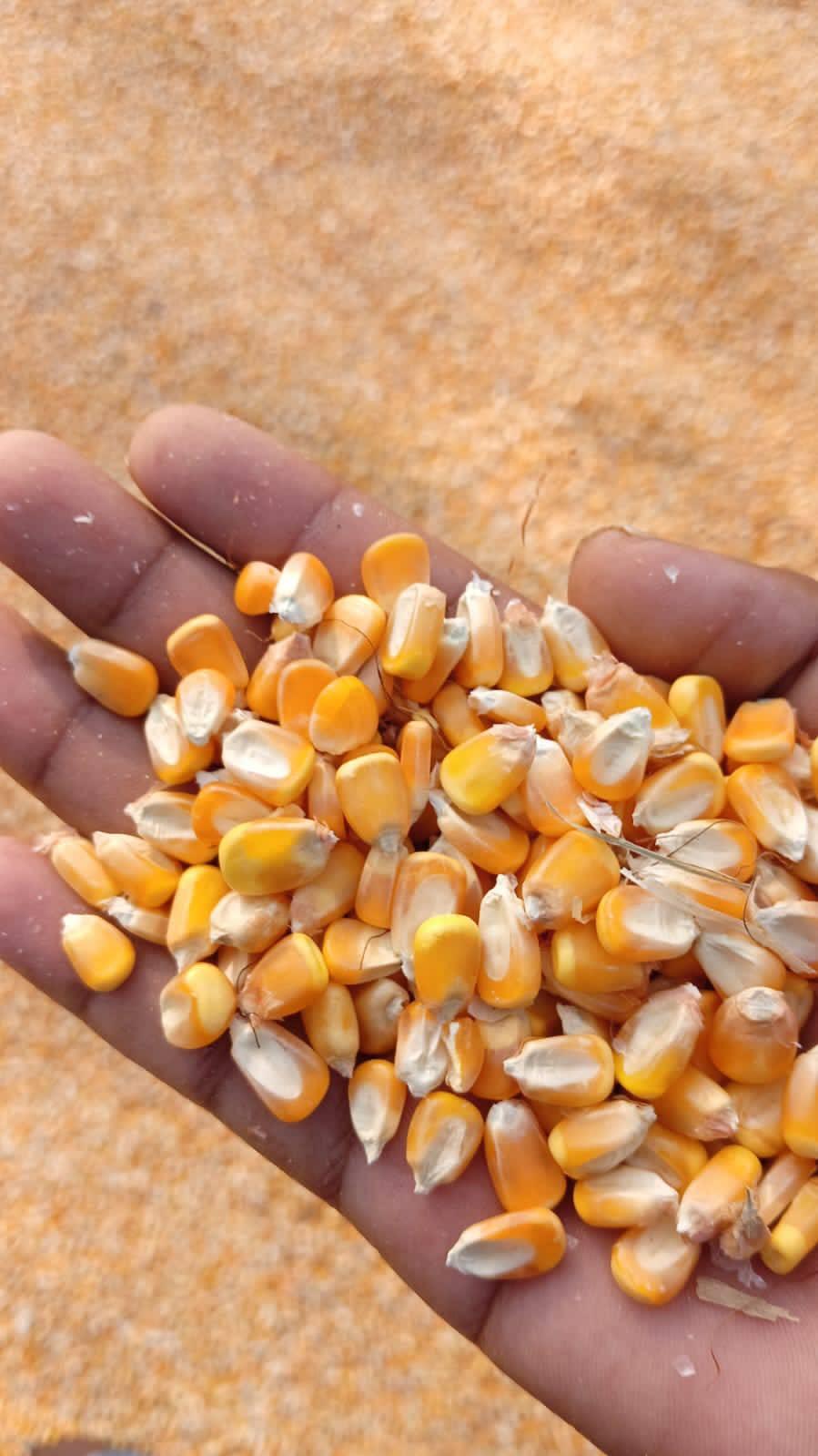 Premium Yellow Maize