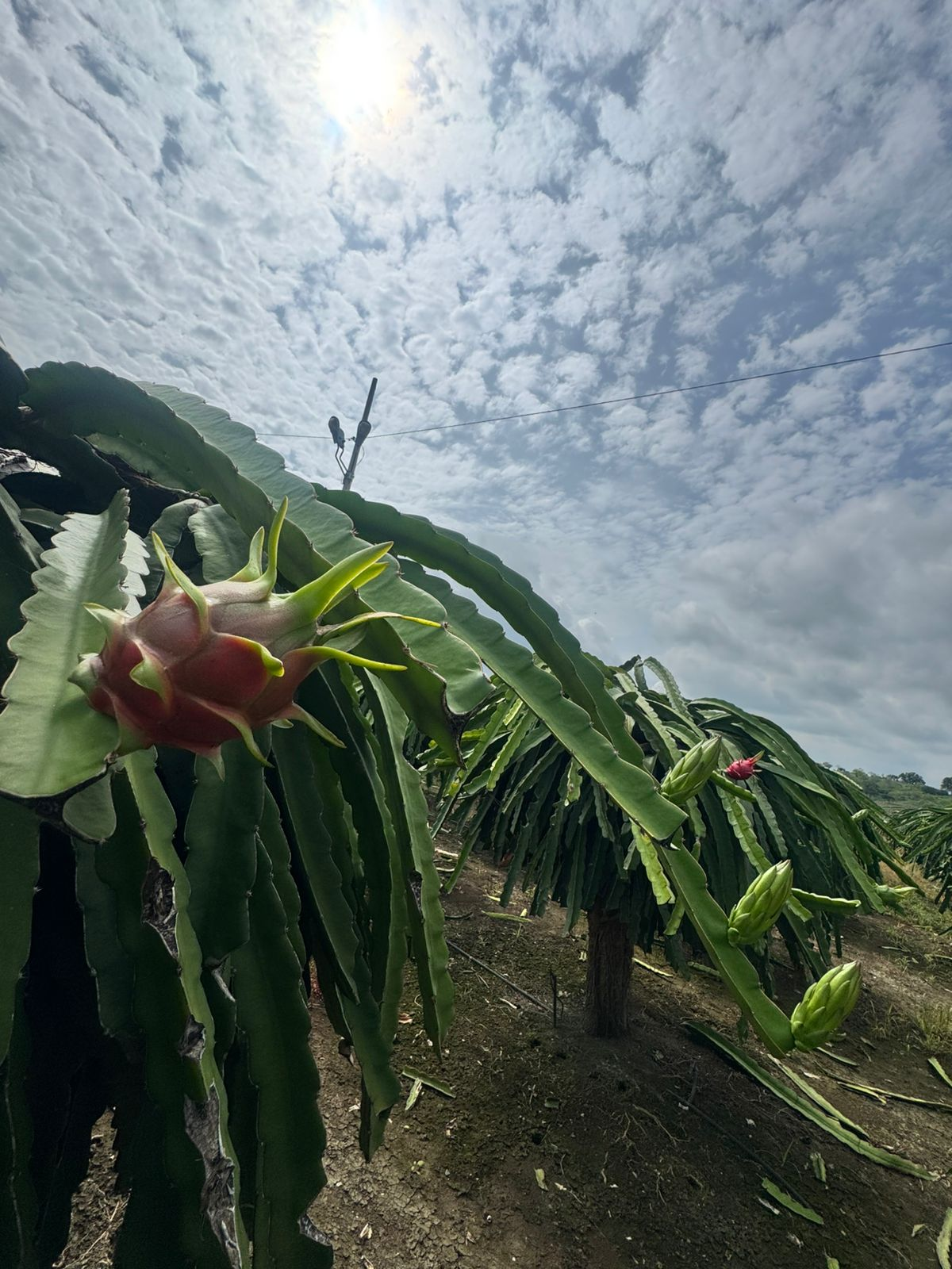 Dragon Fruit