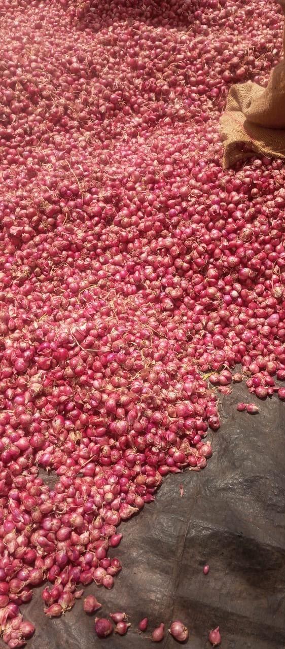Fresh Shallots