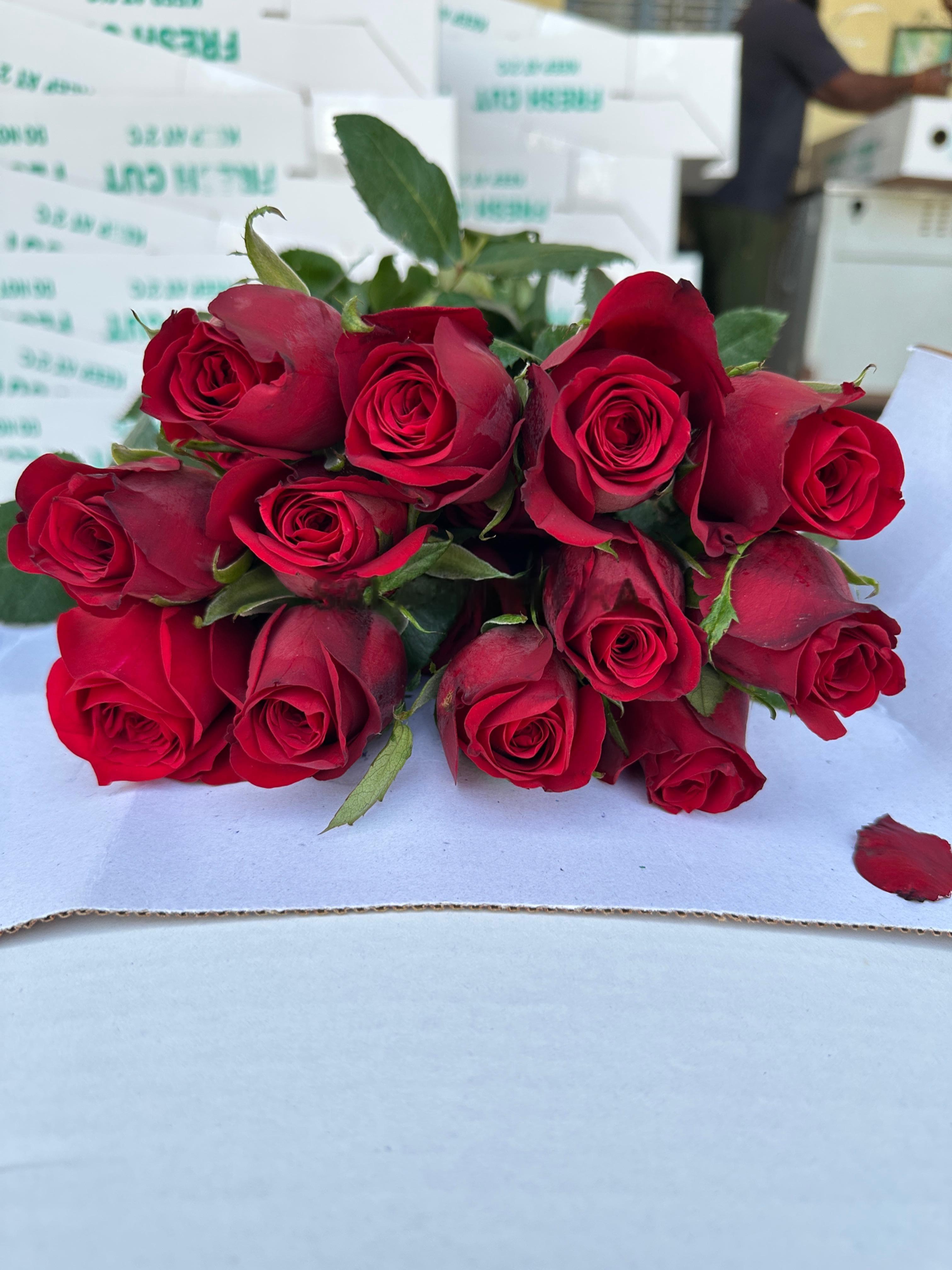Rose Product 5