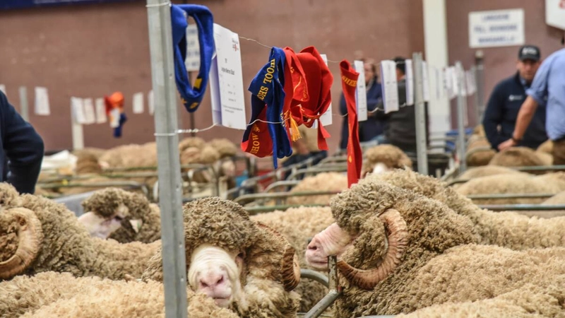 Australian Sheep & Wool Show Revealed: B2B Opportunity - 1