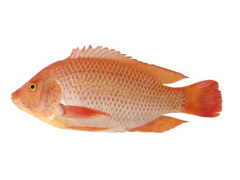 Red Tilapia Fish – product thumbnail, market insight supplier card