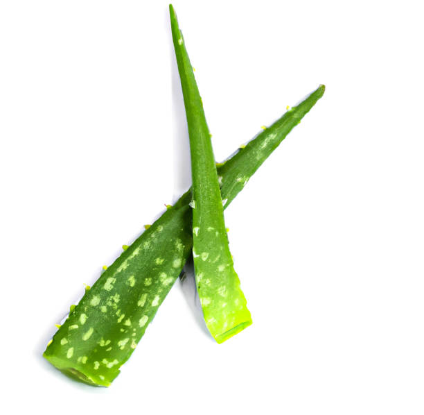 Your Expert Guide to Procuring Top-Tier Aloe Vera: Top 5 Aloe Vera Suppliers in Thailand in Quarter 3 of 2025