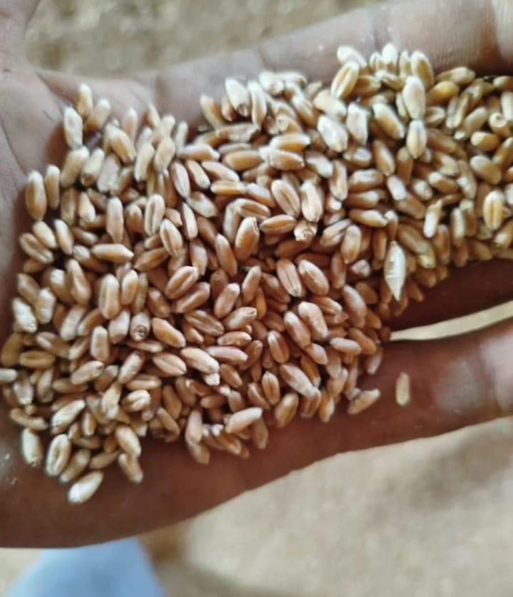 Kazakh wheat 1