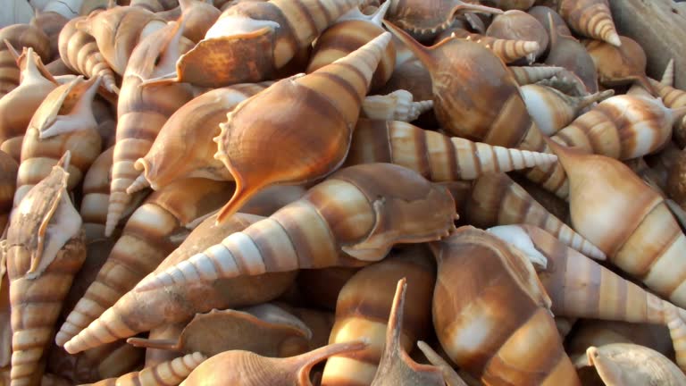 Top 6 Seashells Suppliers in France in Year 2025