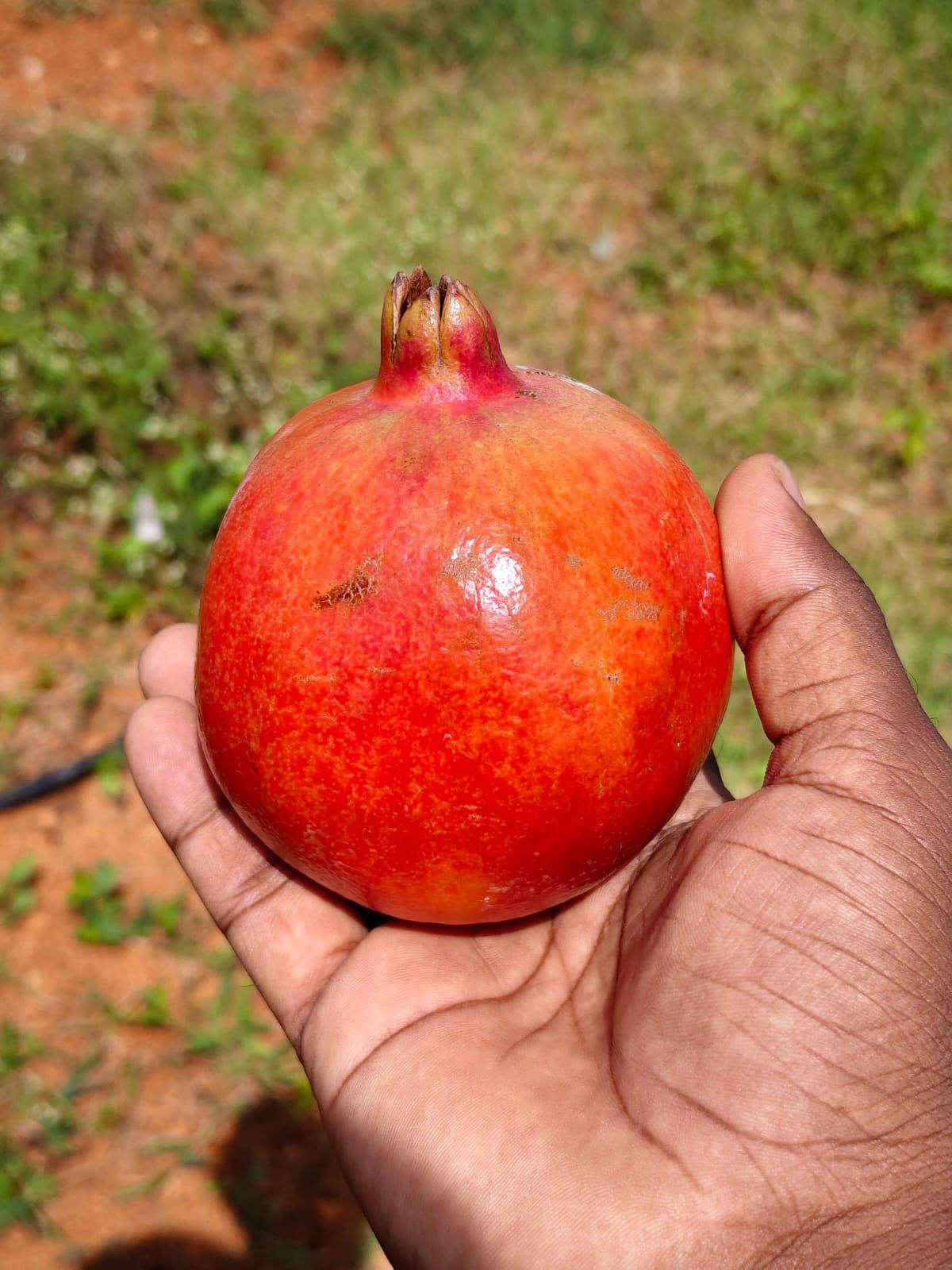 Fresh Pomegranate – product photo, product description