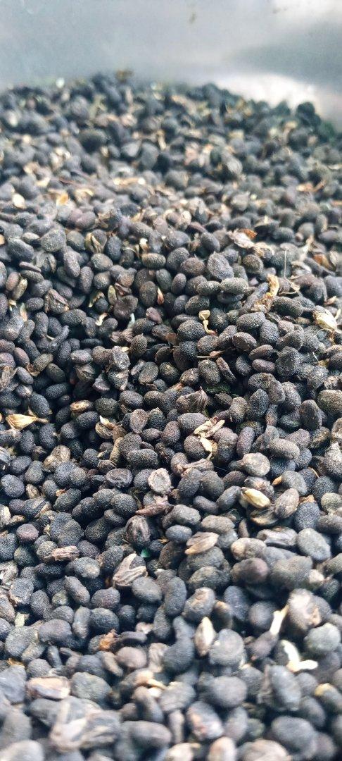 Bakuchi seed