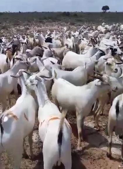 Goats livestock