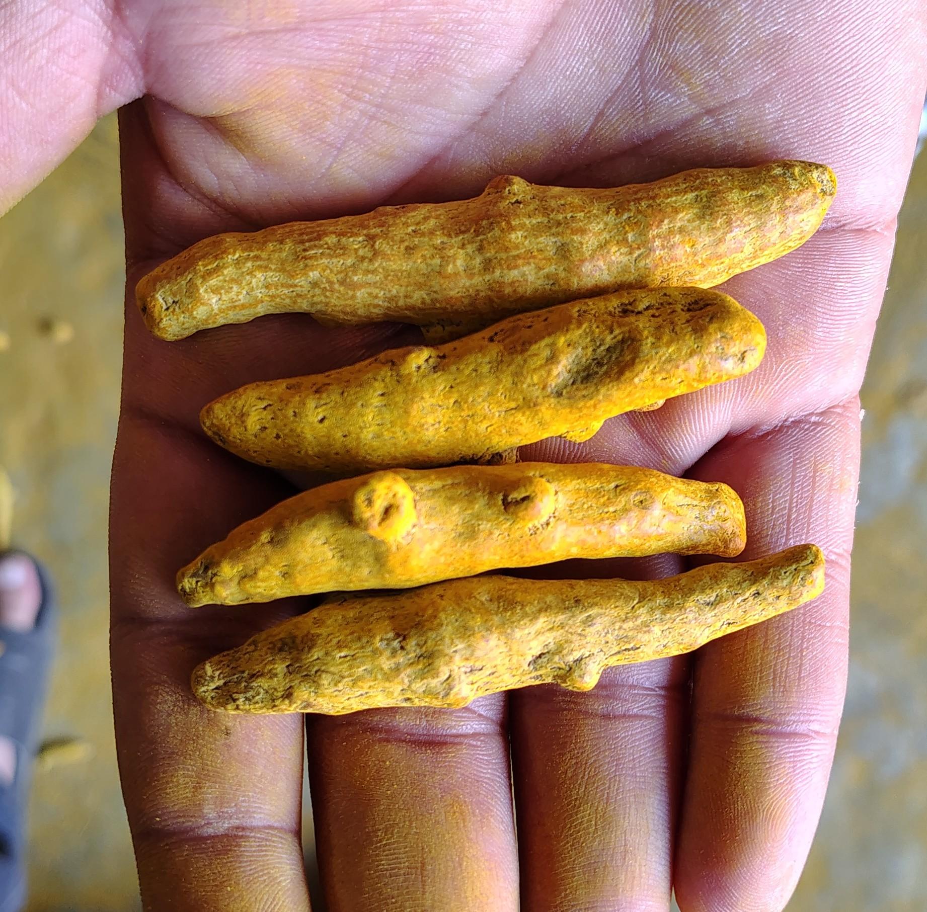 Turmeric