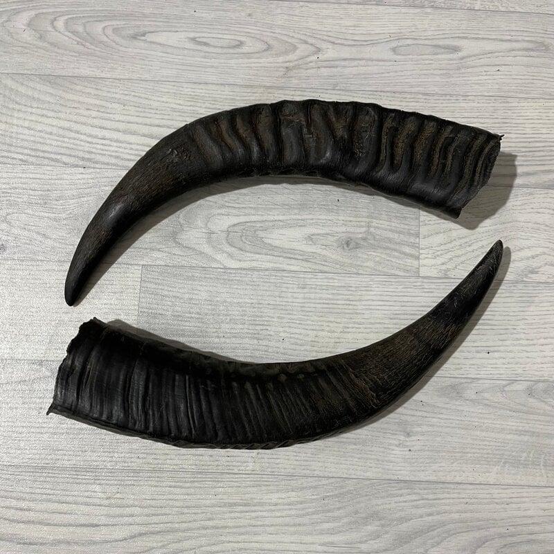 Dried Natural Buffalo horn