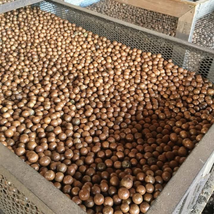 Macadamia Nuts