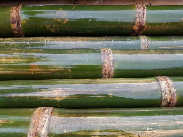 Top 4 Bamboo Suppliers in Egypt in July 2025: Market Outlook, Growth Trends & Verified Exporters