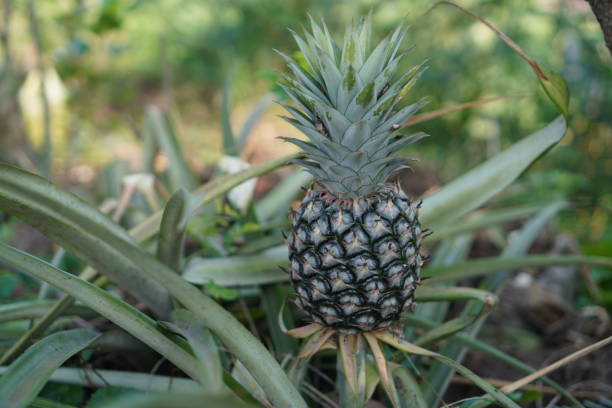 A Comprehensive Guide to Sourcing High-Quality Pineapple: Top 10 Pineapple Suppliers in Kenya in Year 2025