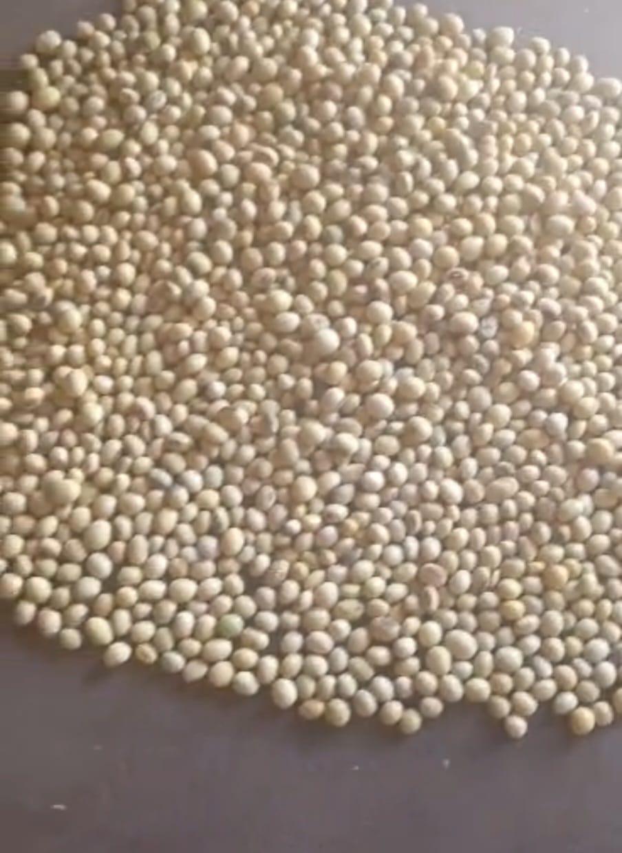 Soya Beans