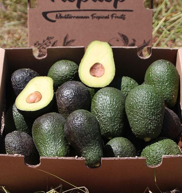 Hass Avocado