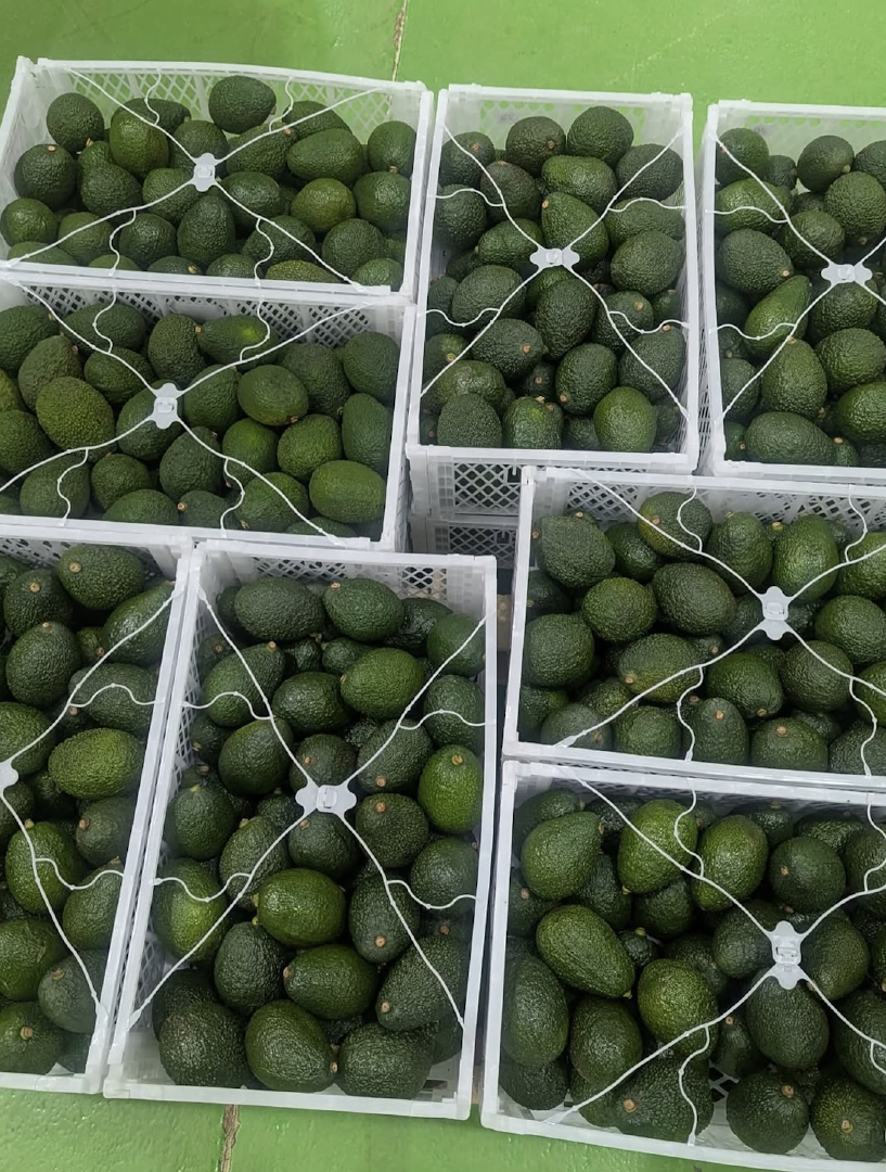 IDEAL RIPENING PERFORMANCE AVOCADOS RICH BUTTERY FLAVOR FRESH HARVEST QUALITY AVOCADO SALE