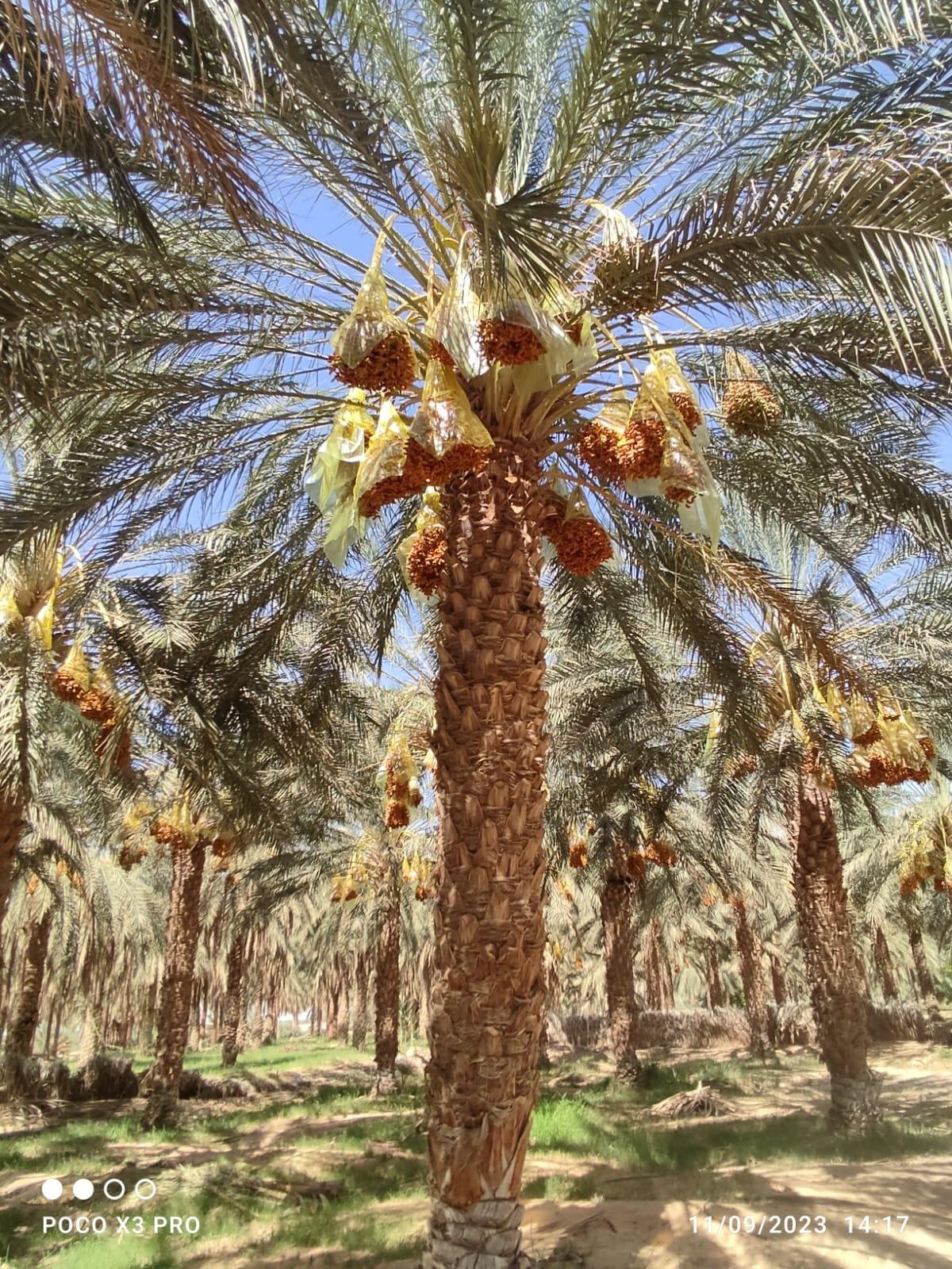 Deglet Nour Dates Image 1