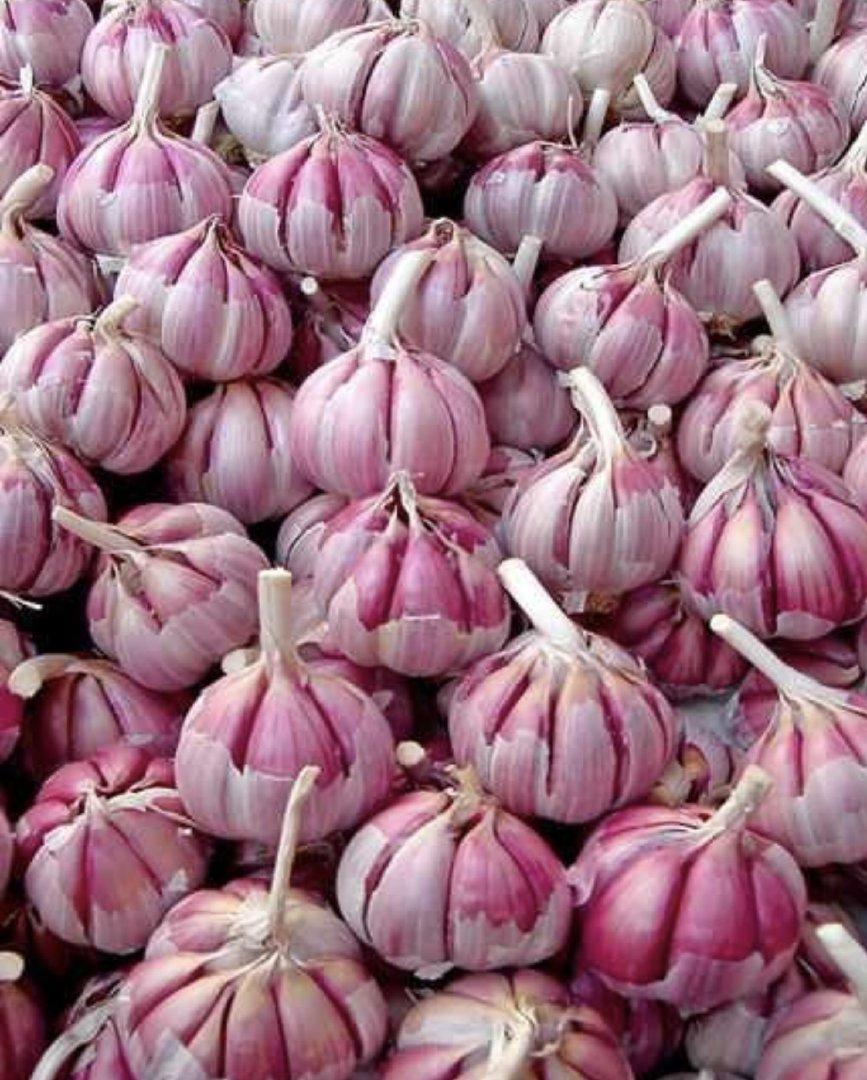 Red garlic