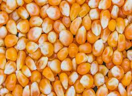 Grade A Yellow and White Maize Corn Wholesale Bulk Supply Export Quality Animal Feed for Cattle