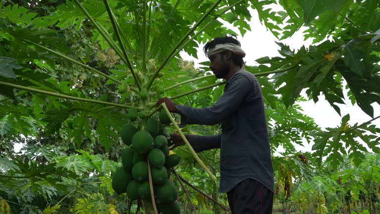Your Expert Guide to Procuring Top-Tier Papaya: Top 6 Papaya Suppliers in Malaysia in Year 2025