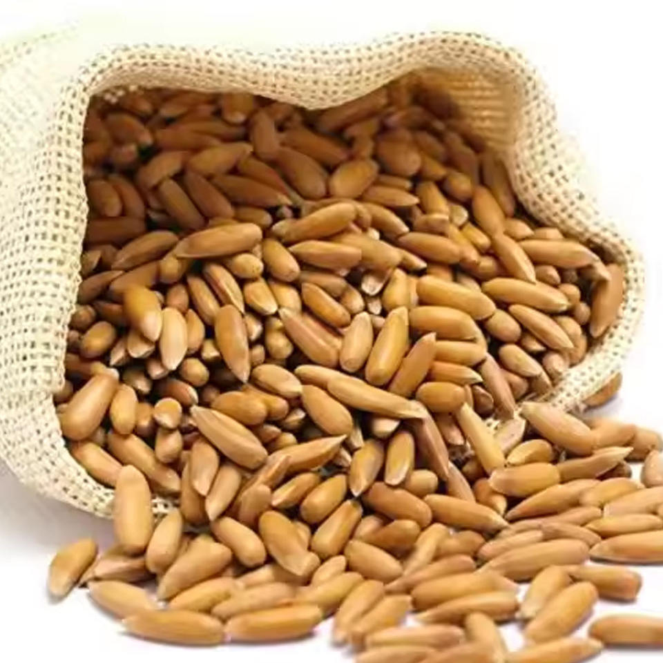 Good Quality Top Selling Pine Nuts Chilgoza