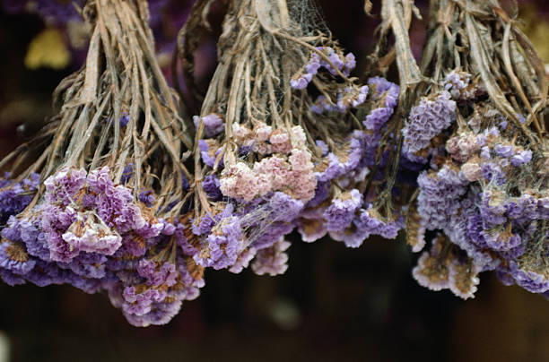 Top 5 Dried Flowers Suppliers in United Arab Emirates in Quarter 3 of 2025