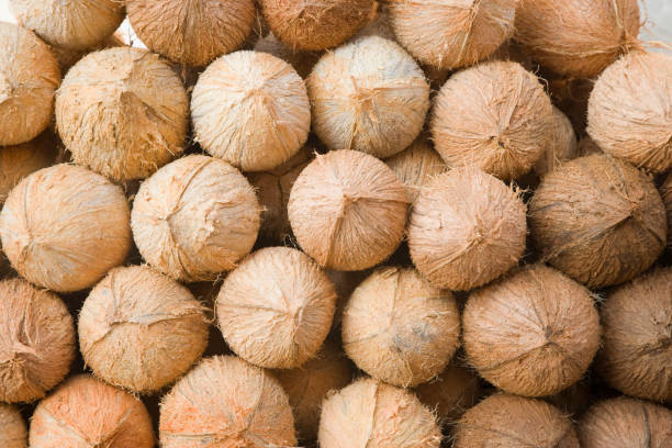Top 6 Coconut Suppliers in Belgium in Quarter 3 of 2025: Urgent Market Update & Strategic Sourcing Guide