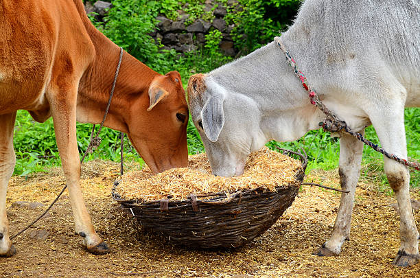 Top 6 Animal Cattle Feed Suppliers in Kenya in Quarter 3 of 2025