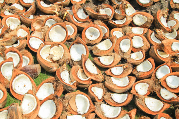 A Comprehensive Guide to Sourcing High-Quality Coconut Shell: Top 10 Coconut Shell Suppliers in United States in Quarter 3 of 2025