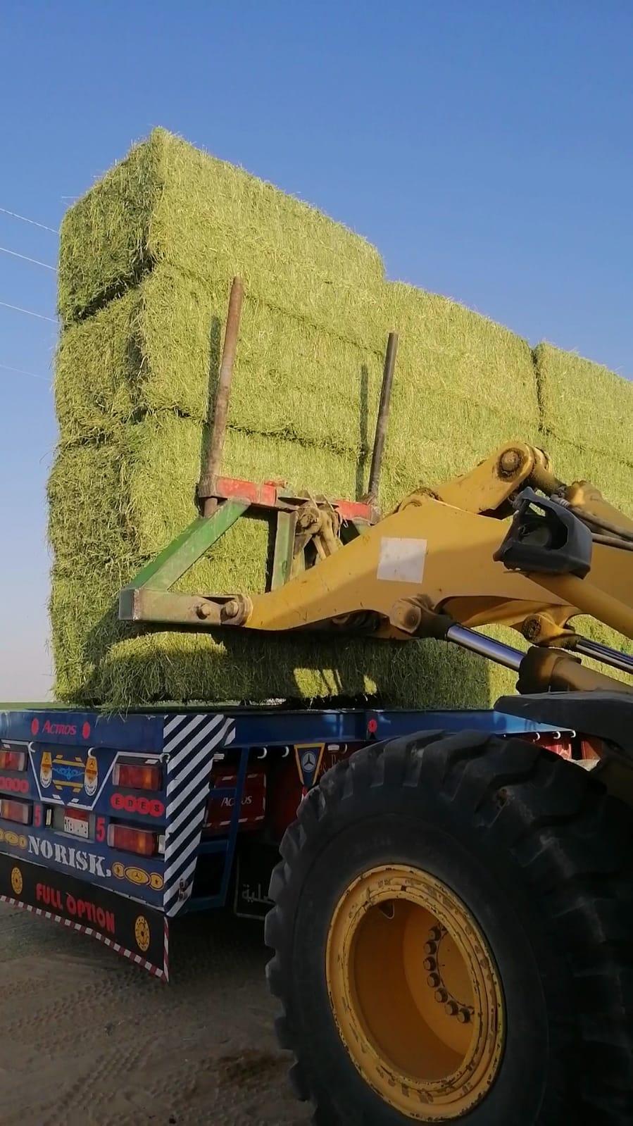 Alfalfa