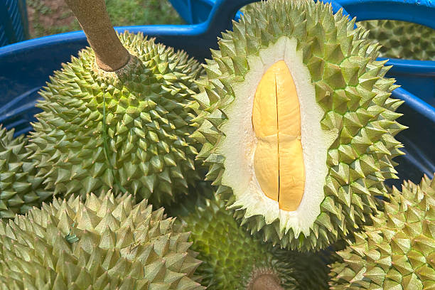 A Comprehensive Guide to Sourcing High-Quality Durian: Top 4 Durian Suppliers in United States in Quarter 3 of 2025