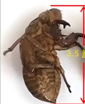 Periostracum Cicadae (Cicada Slough)