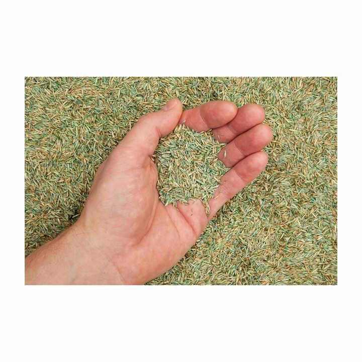 Premium Wholesale Alfalfa Seed for Sale – High Germination Non-GMO Certified Seed for Forage, Hay Production, Livestock Feed, Cover Crop, and Global Export Supply