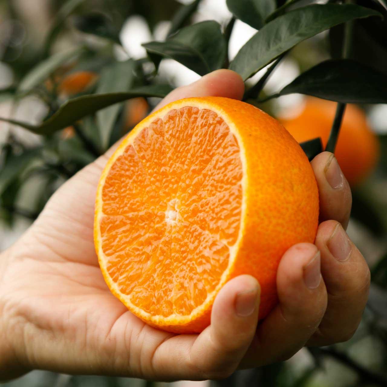Ehime 38 Jelly Orange